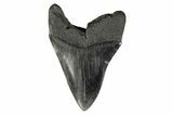 Fossil Megalodon Tooth - South Carolina #239759-2